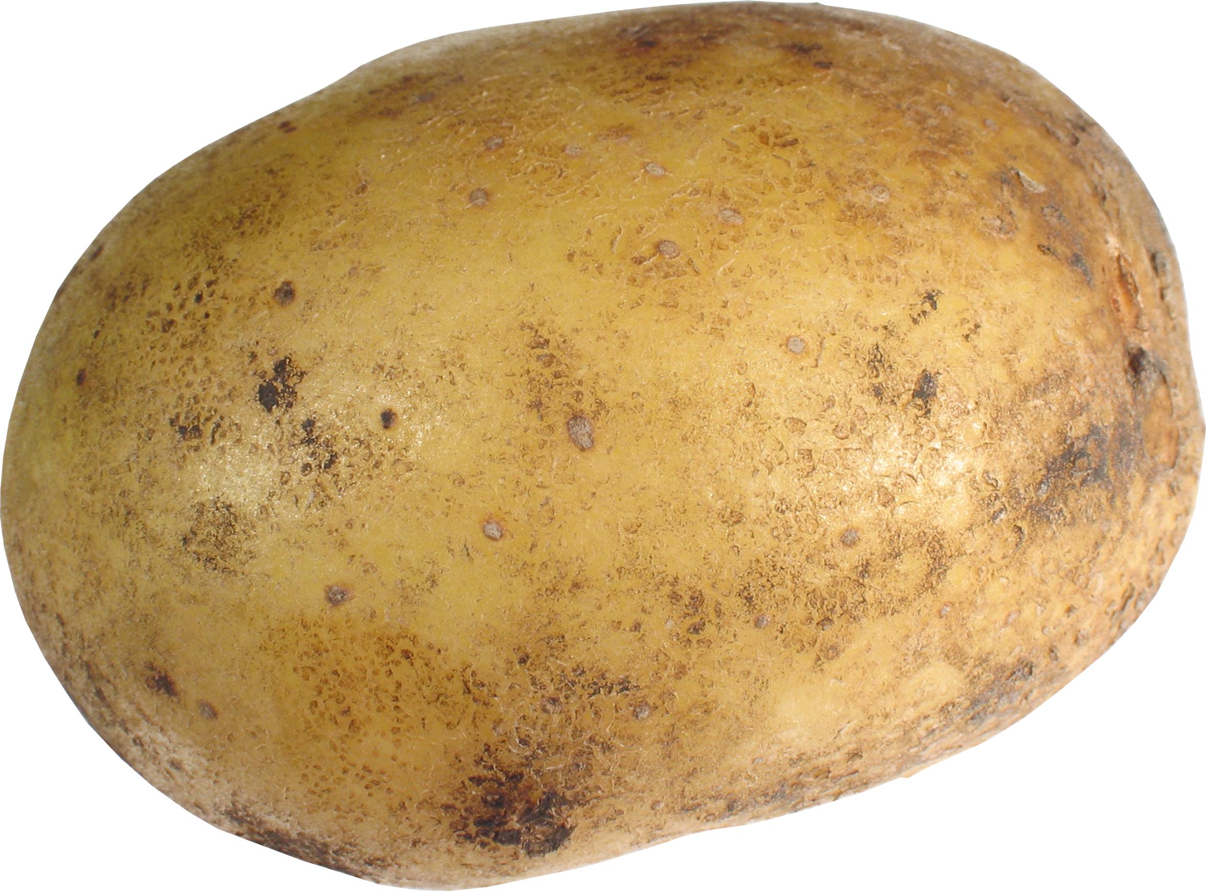 Potato
